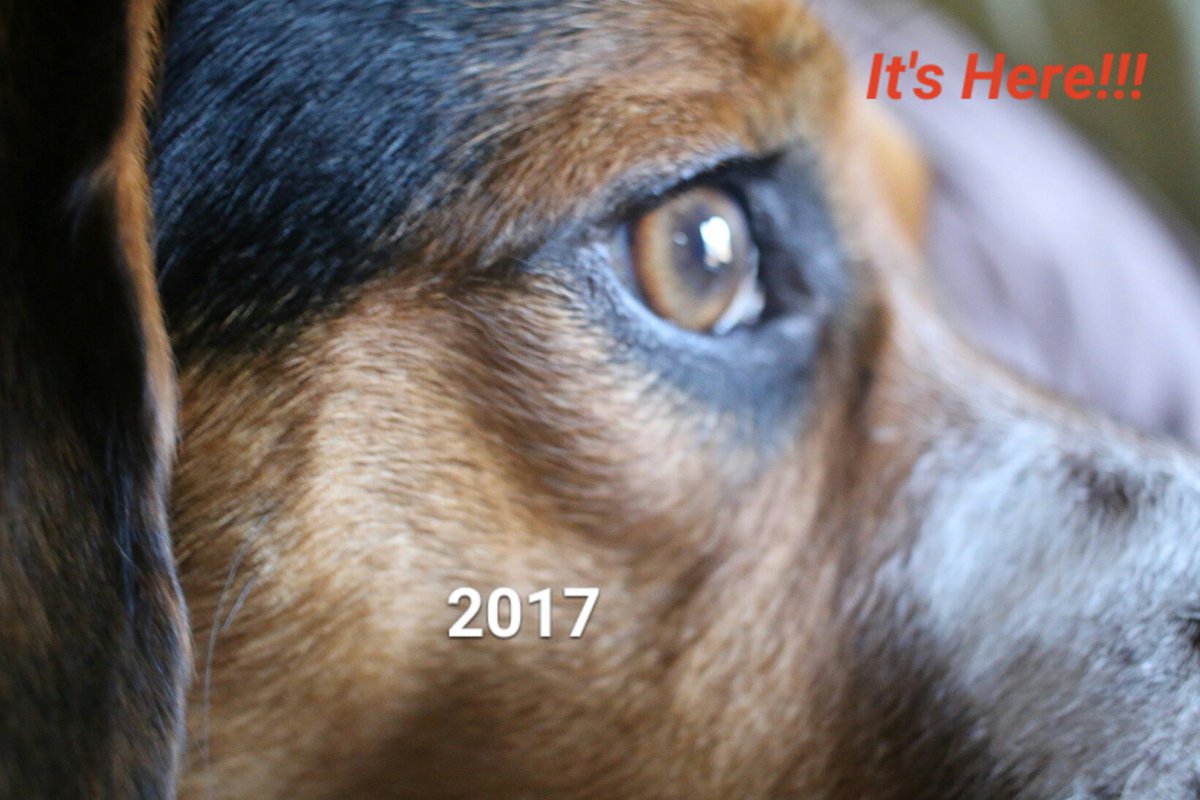 benjithebeagle1's tweet image. And when it arrived I was ready #HAPPYNEWYEAR #happy2017
