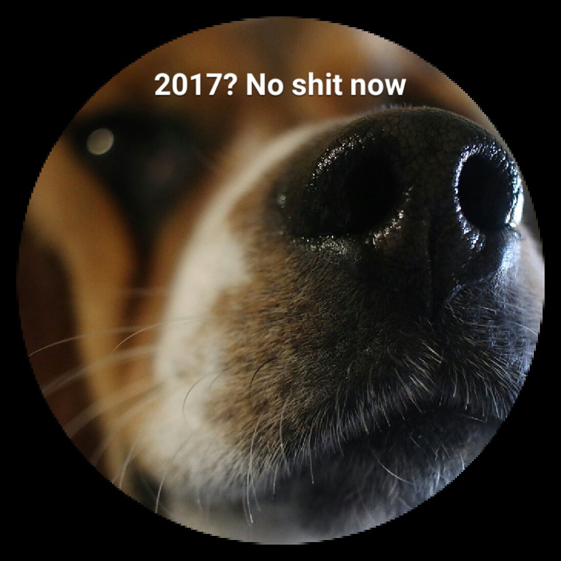 benjithebeagle1's tweet image. Taking charge of my owners thoughts. Too much not to share #dogsoftwitter #Newyearsday