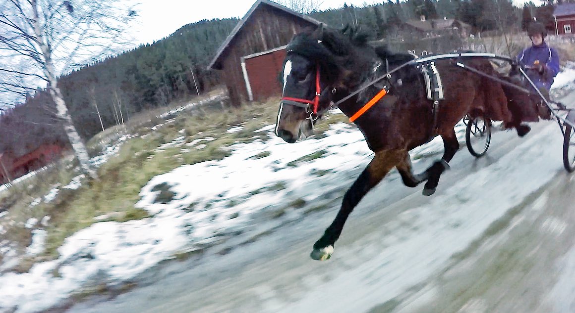 JSTFrasse's tweet photo. Mäktig nybliven treåring i stallet. Monster Viking kan gå långt!
Undrar hur långt!?
#kallblod #travsport #snabb https://t.co/RQEVtbuosT