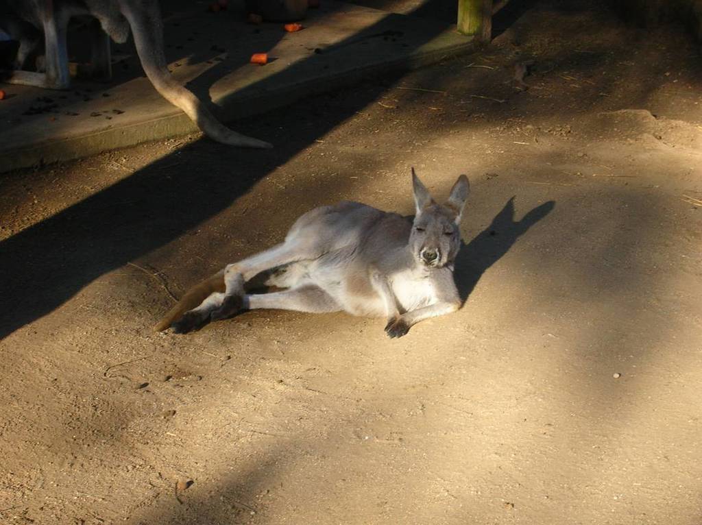 Throughaphone's tweet photo. After last night... why don't we all lay down for a bit and relax? #kangaroo #sydney.
🐨
De… https://t.co/IM4g68FYRl https://t.co/YVw3XGcobw