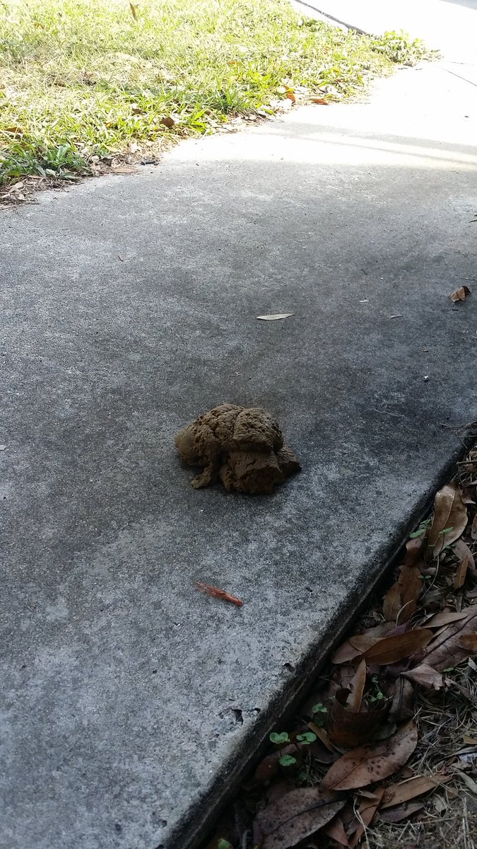 CoachandPuma's tweet image. Woke up to a fresh pile of pig poo on our front porch this morning. 
Welcome 2017-hopefully this is not preview of what's to come! #notafarm