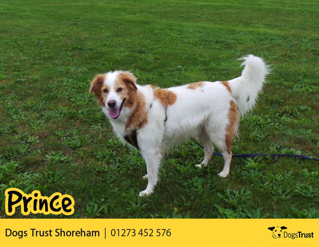 DogsTrust's tweet image. Could you be the special home our lovely Prince @DT_Shoreham  needs? #2017 #rehome #crossbreed
dogstrust.org.uk/rehoming/dogs/…