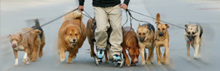#Feliz2017 Comenzamos este año con una ruta #solidaria para patinadores y #perros : "I PerRuta Spv" Os venís? 🐶->spv-patinaje.com/patinarconperr…