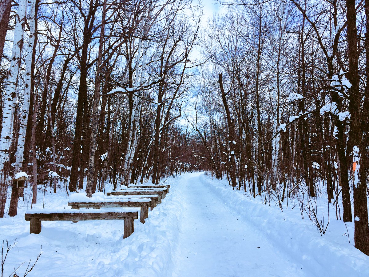 lidanx's tweet image. Walking in this snowy paradise ❄️❄️❄️ #firstdayof2017 #winter #winnipeg #exploremb