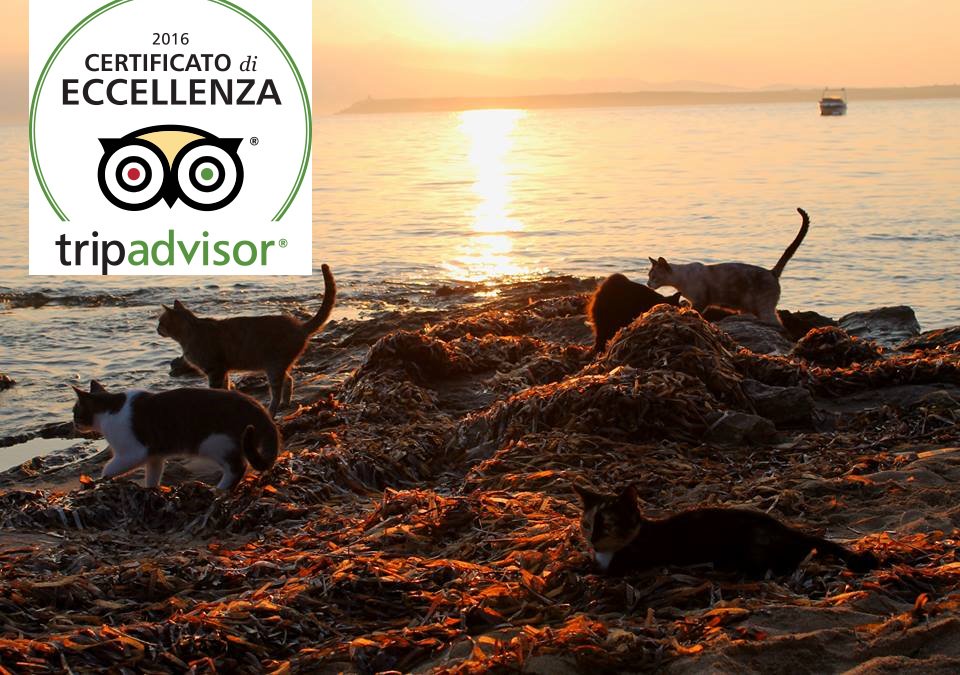 amicisupallosu's tweet photo. #1gennaio2017 #topten #Italy #goodnews2016 #gatti #supallosu #sardinia #cats https://t.co/A6jcwtcbCC https://t.co/QVy4aSAqHB