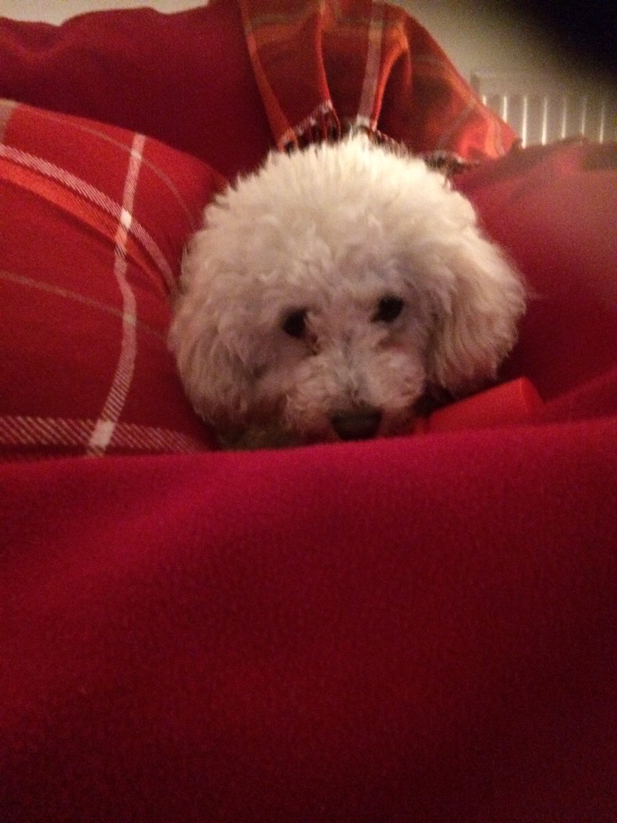 # cutedog @SupervetNF