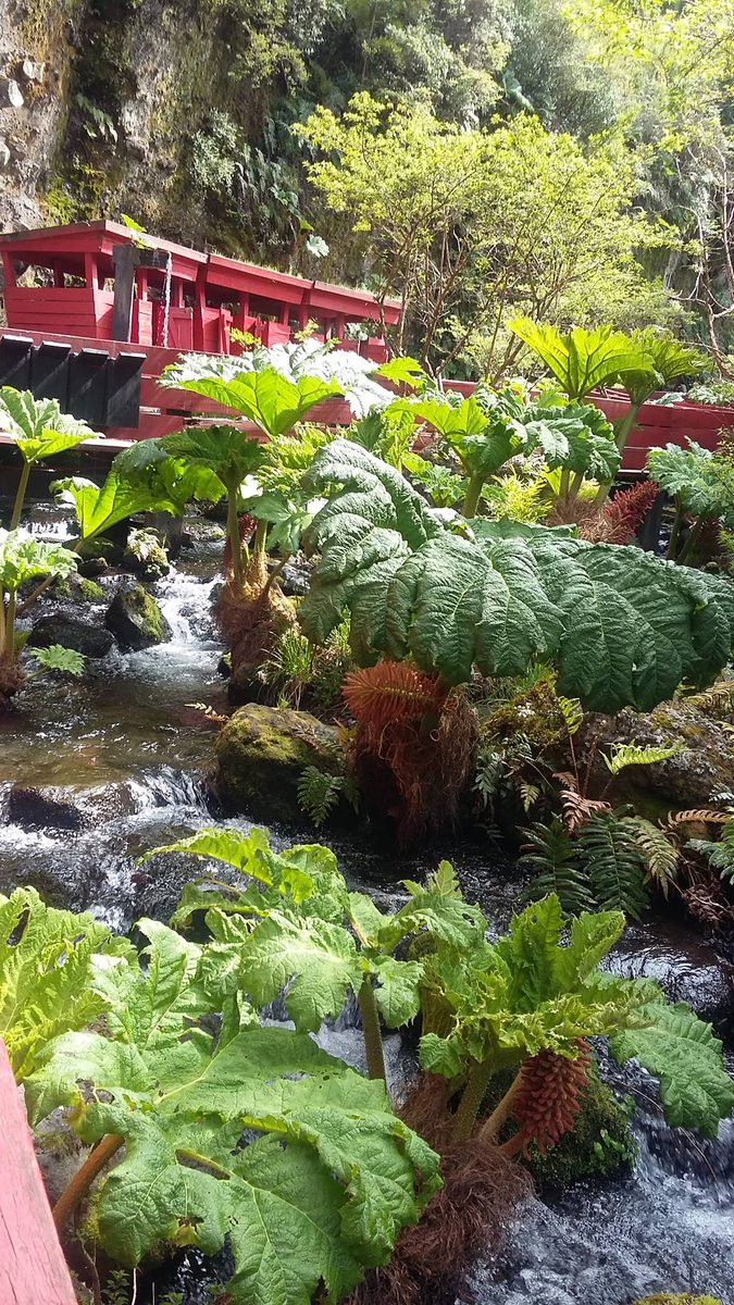 Sur De Chile tweet media