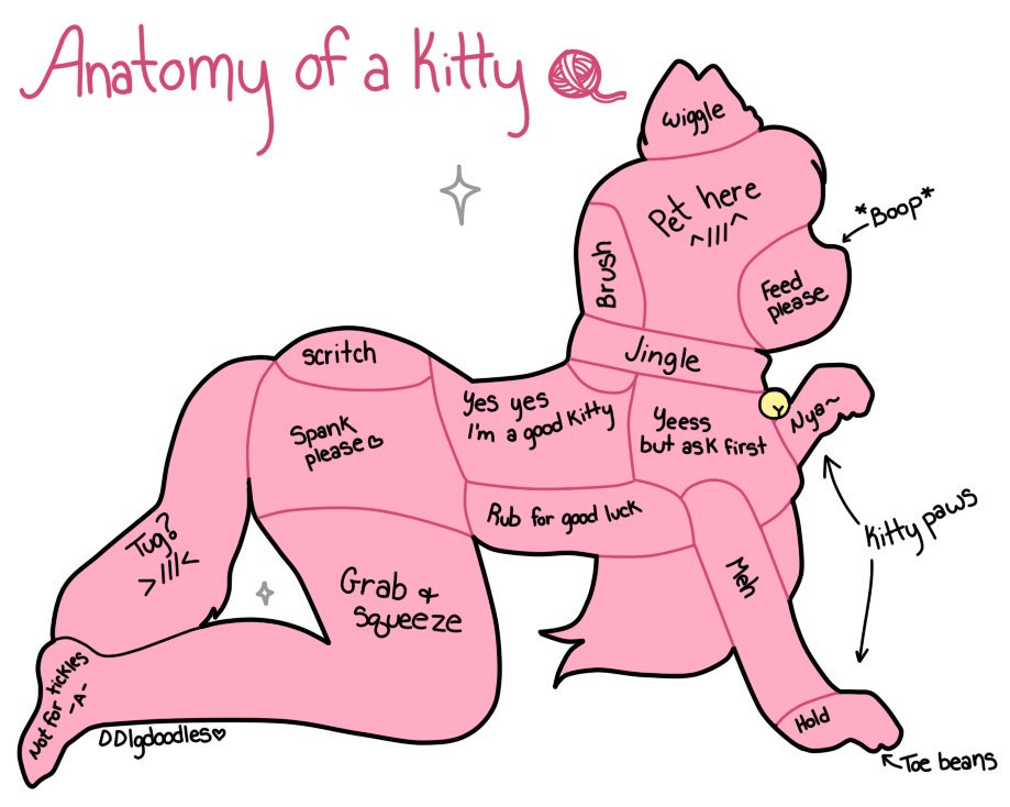 Ari_SweetKitten's tweet photo. My anatomy. https://t.co/TQCZddcrY4