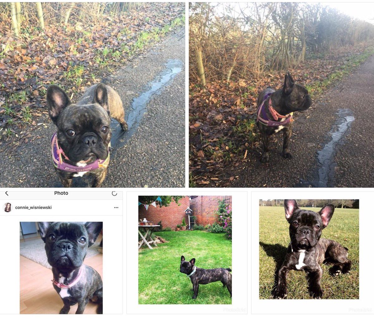 JodieMarsh's tweet photo. Please can everyone share this &amp; make the dog too hot to handle. Thieves are SCUM. I pray this little dog gets returned safely 💔 https://t.co/rFIw3r3WeS