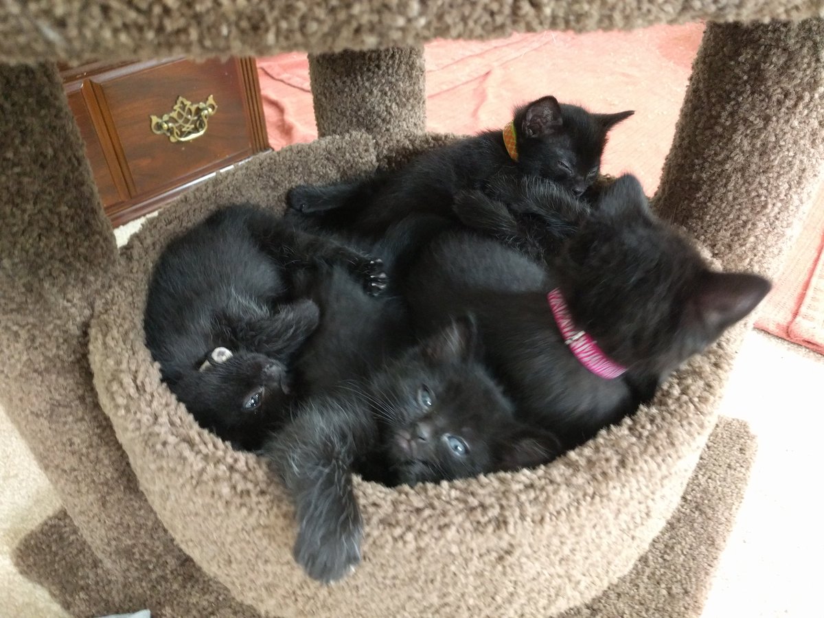 fatfoxcoon's tweet photo. Retweeted Kitten Academy (@kitten_academy):
Basket of #TheTextiles https://t.co/MKEQf9giyl https://t.co/laXhRf6lUC
