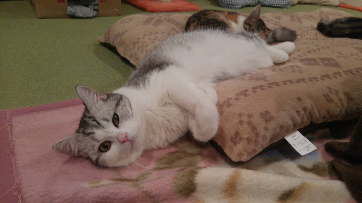 ট ইট র 猫カフェ 音々猫 猫ちゃんの身体って不思議がいっぱいですよね ﾟ驚くほど身体が伸びたり しっぽの動きひとつでも見てて楽しいですよฅ W ฅ 銀ちゃん こんなに手も伸びるんだぞ 銀ちゃんだからな ぐいーーーん という効果音が出てきそうな