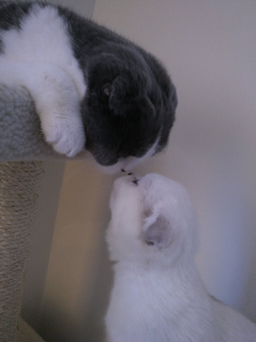 LIRIK's tweet photo. THE SNIFF OF DEATH https://t.co/VoiyS0fbg1