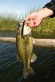 AverageHunter's tweet photo. How To Properly Hold A Bass | Bass Fishing Tips &amp; Tactics
https://t.co/srnwKWqhf6 https://t.co/EPhRU8vIkA