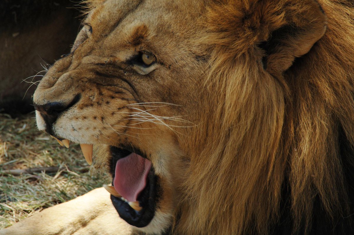 NatGeoAnimals's tweet photo. Tune in for a front row seat on a LIVE safari experience through South Africa's Kruger National Park, tonight at 10/9c! #SafariLive https://t.co/EEtdlD1sr9