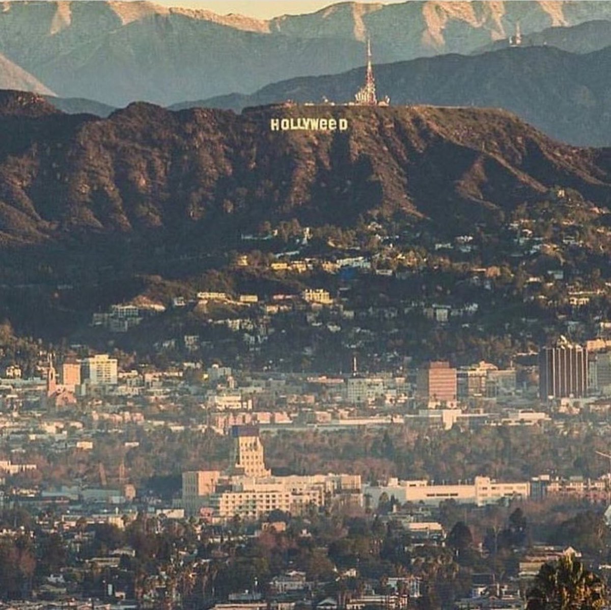 MarleyNatural's tweet image. New Year, New You. 
#Hollyweed #2017