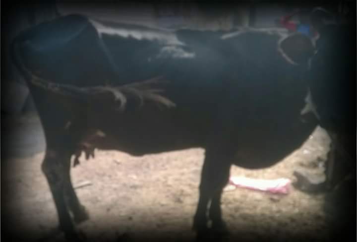 dhyanfoundation's tweet photo. Cows rescued by volunteers in #Delhi and taken to #gokuldham and Gau sewa dham- #palwal for treatment and shelter
#SaveACow #AnimalBrigade https://t.co/7QaC2g5nt0