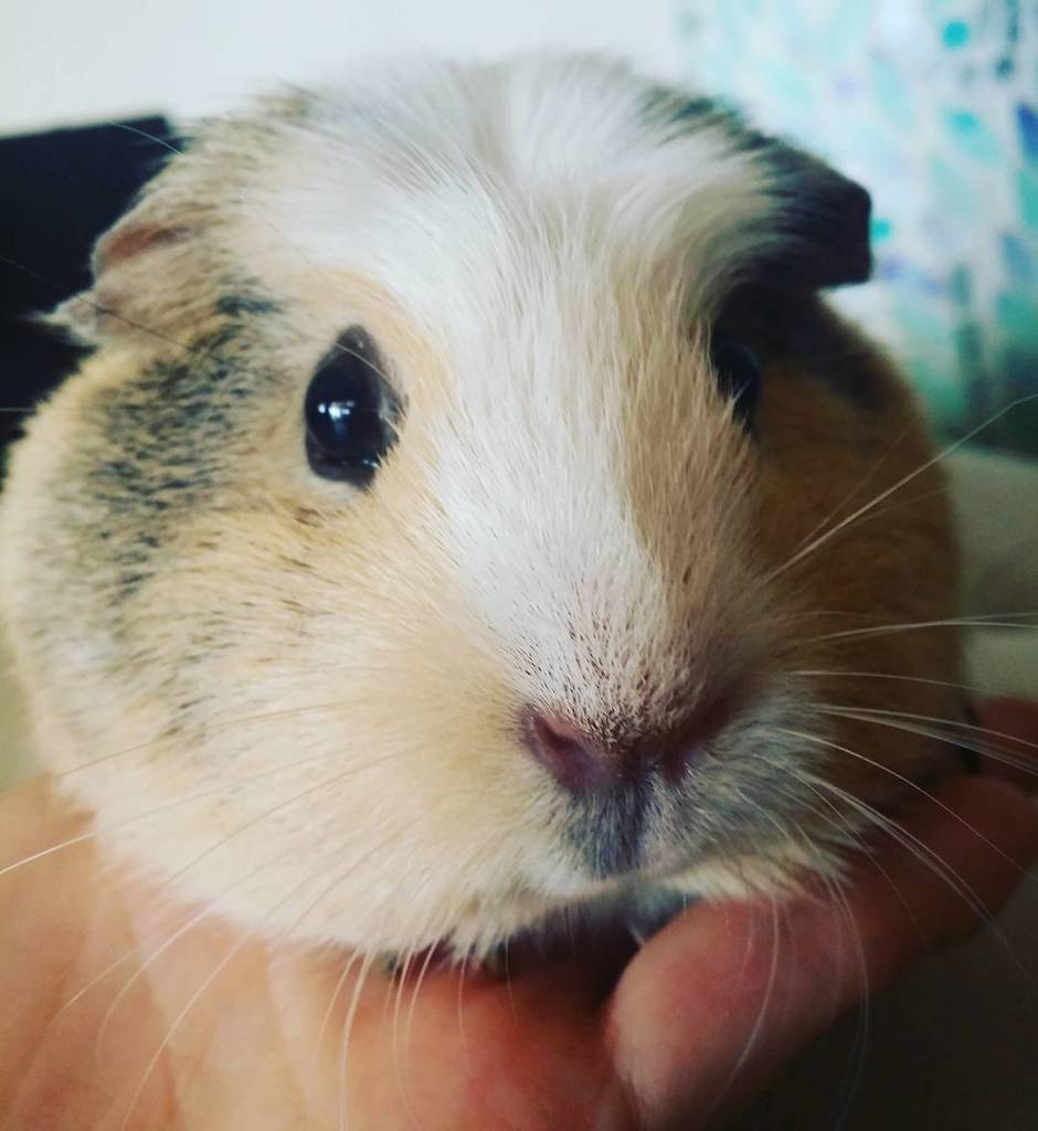 GuineaPigAUShop's tweet photo. Beautiful Hope #guineapig #cavy #cavies #guineapigs #pet #pets #guineapigeating #animals https://t.co/b4WZU5xZiO https://t.co/MYE6F18yvP