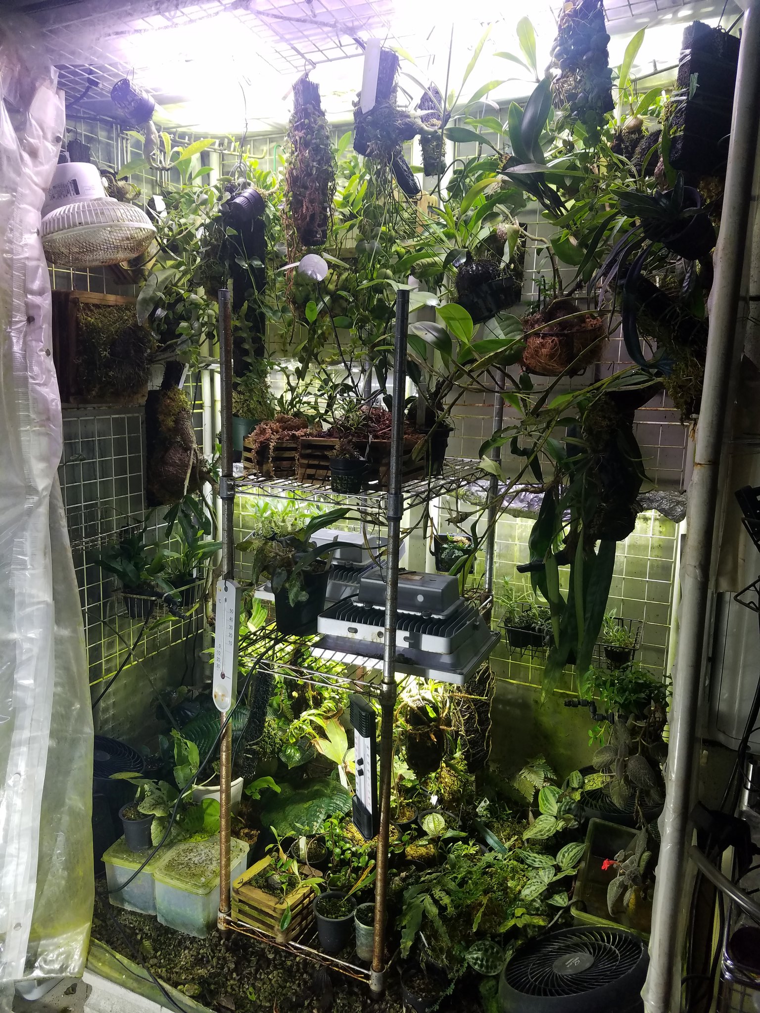 Itome 伊藤蟻植物農園 Openmeso うちの現状です 地下室完全人工栽培でアリ植物に特化した温室 ボロいので建て直さないといけないですがこんな感じです 左上に首降り扇風機付けてますがこれはちょうど1年で動かなくなるので買い換えです笑 T
