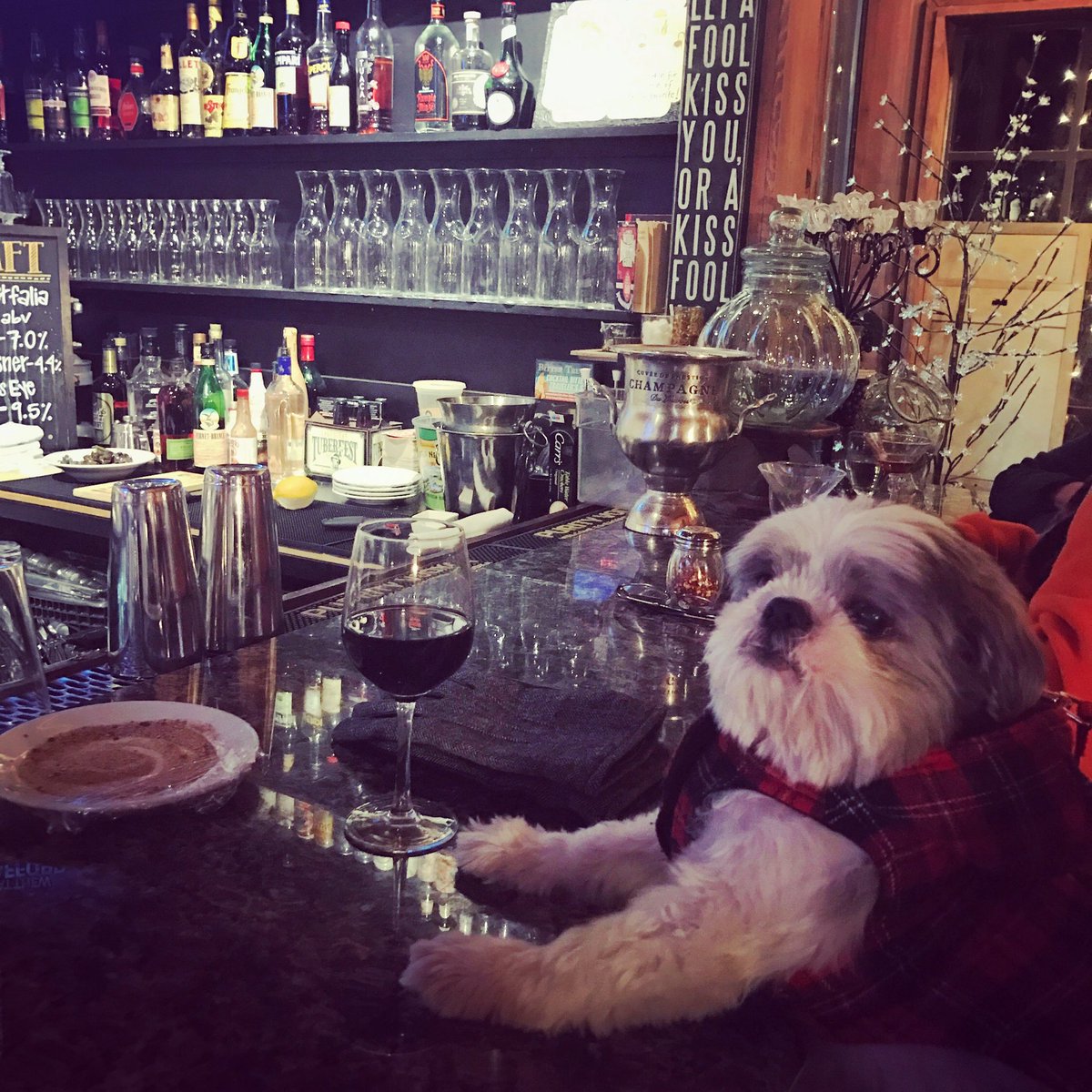 nicosberkeley's tweet photo. Walter loves hangin at The Hideaway while mom is away. Lol #Berkeley #dogsoftwitter #cocktails #wine https://t.co/uQt1Je4vje
