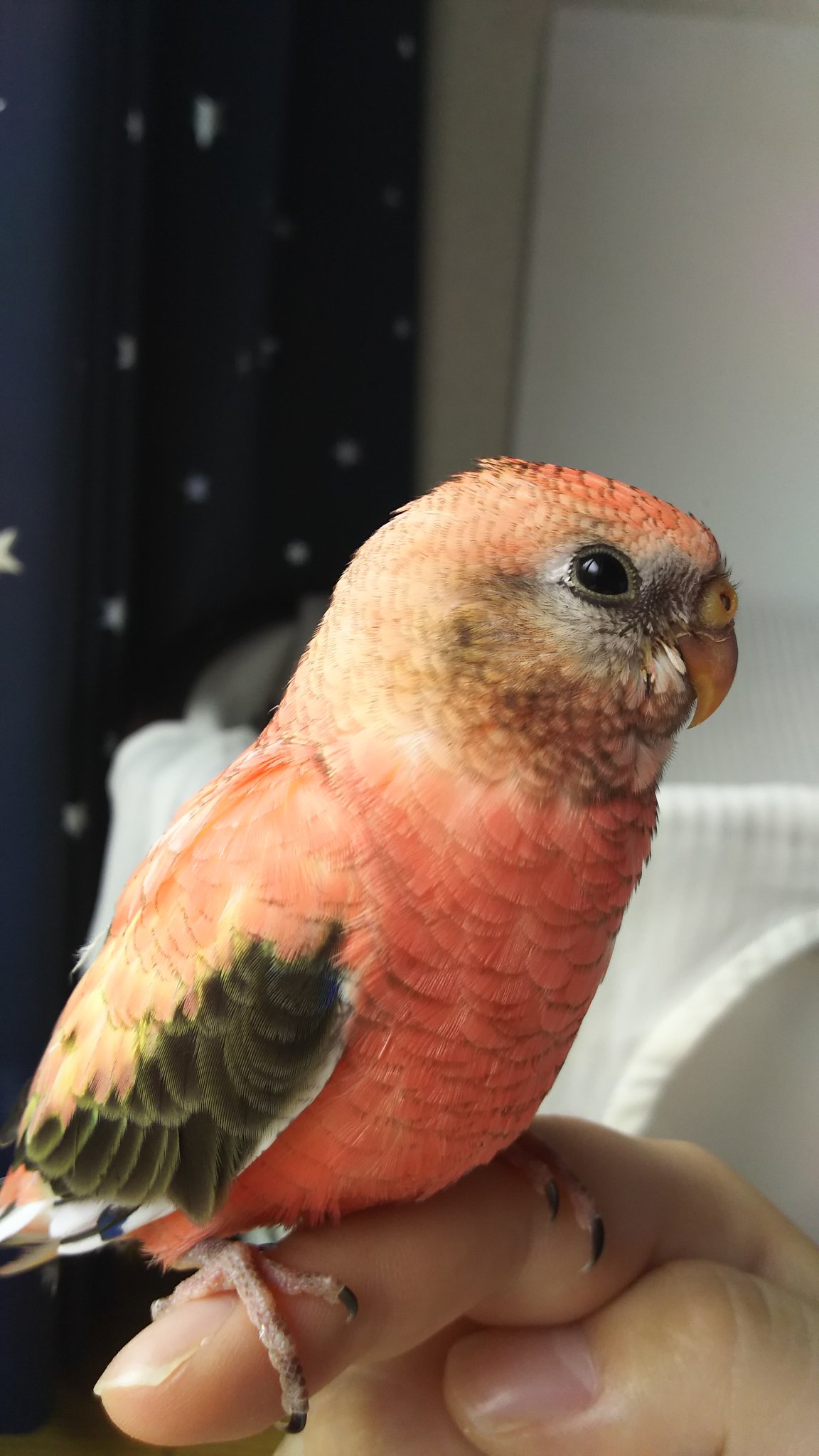 インコ捜索中 16年12月31日に東京都豊島区目白でアキクサインコのローズを逃がしてしまい捜索しております ピンク色の インコを目撃された方 また保護された方がいらっしゃいましたらこのアカウントまでご連絡ください 鳥 インコ 豊島区 迷子