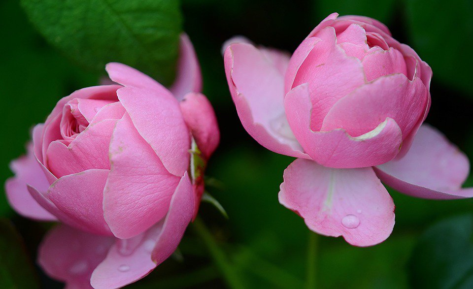 JuliaGrantham2's tweet photo. Love is like a beautiful flower which I may not touch, but whose fragrance makes the garden a delight  
H. Keller https://t.co/ulIXc7pMdX