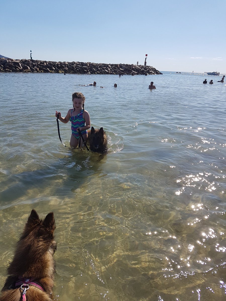 TrufyH's tweet photo. Fun in the sun and surf. #christmasday #BelgianShepherds #amendthebill #jaalapulford https://t.co/7bOsj27bLJ