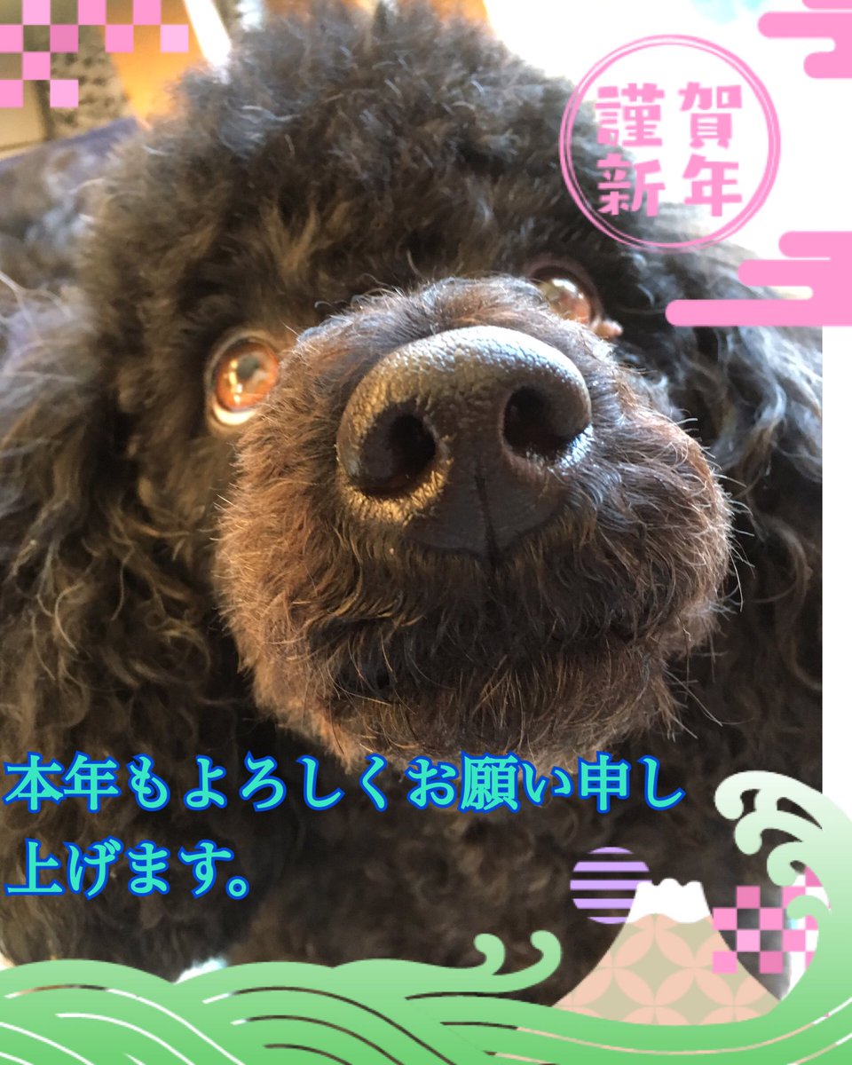 SIMBA_1027's tweet photo. 今年もよろしく
ﾜﾝ https://t.co/xfBZCEz9d2