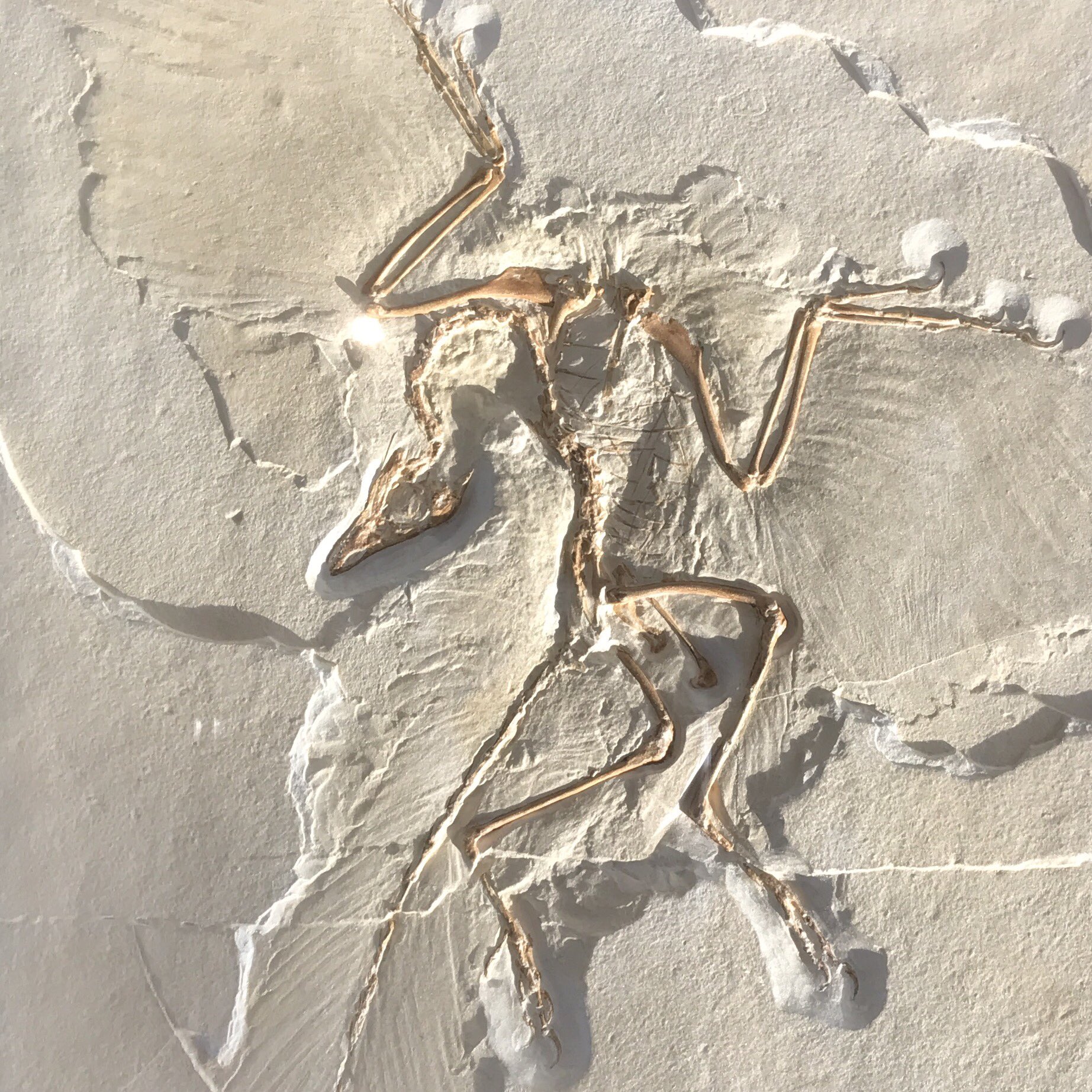 ⭐︎稀少⭐︎ アーケオプテリクス レプリカ 始祖鳥レプリカ 約23㎝