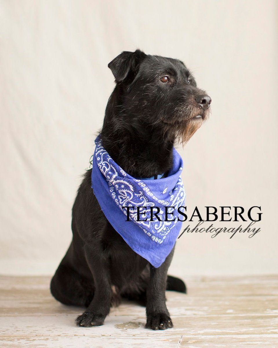 PawsintheCity's tweet image. Just a few of the 184 dogs adopted in 2016. Huge thank you to their fosters and adopters! You have allowed us to save another life.