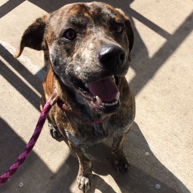 PawsintheCity's tweet image. Just a few of the 184 dogs adopted in 2016. Huge thank you to their fosters and adopters! You have allowed us to save another life.