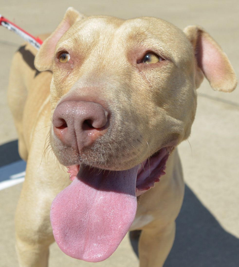 PawsintheCity's tweet image. Just a few of the 184 dogs adopted in 2016. Huge thank you to their fosters and adopters! You have allowed us to save another life.