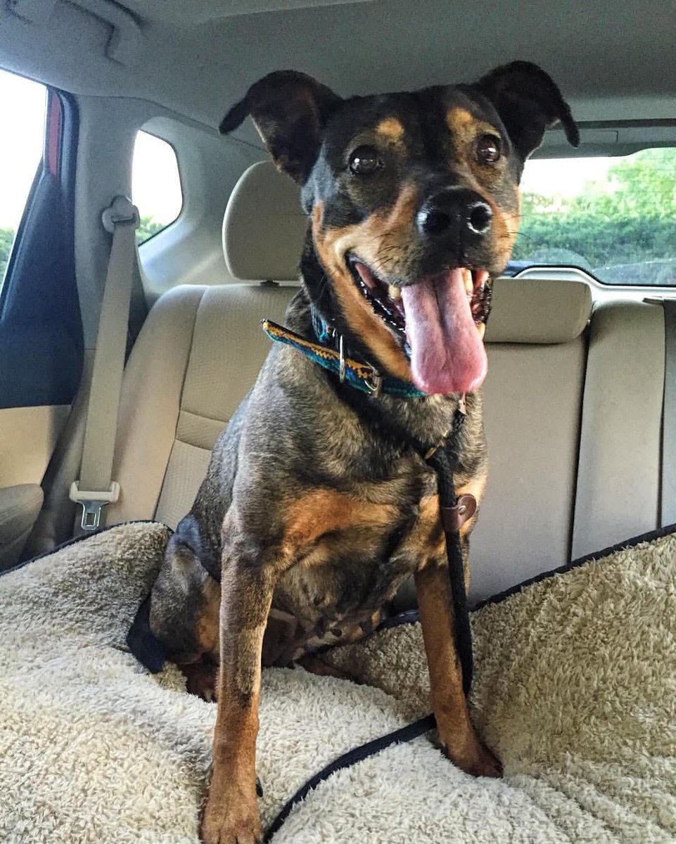 PawsintheCity's tweet image. Just a few of the 184 dogs adopted in 2016. Huge thank you to their fosters and adopters! You have allowed us to save another life.