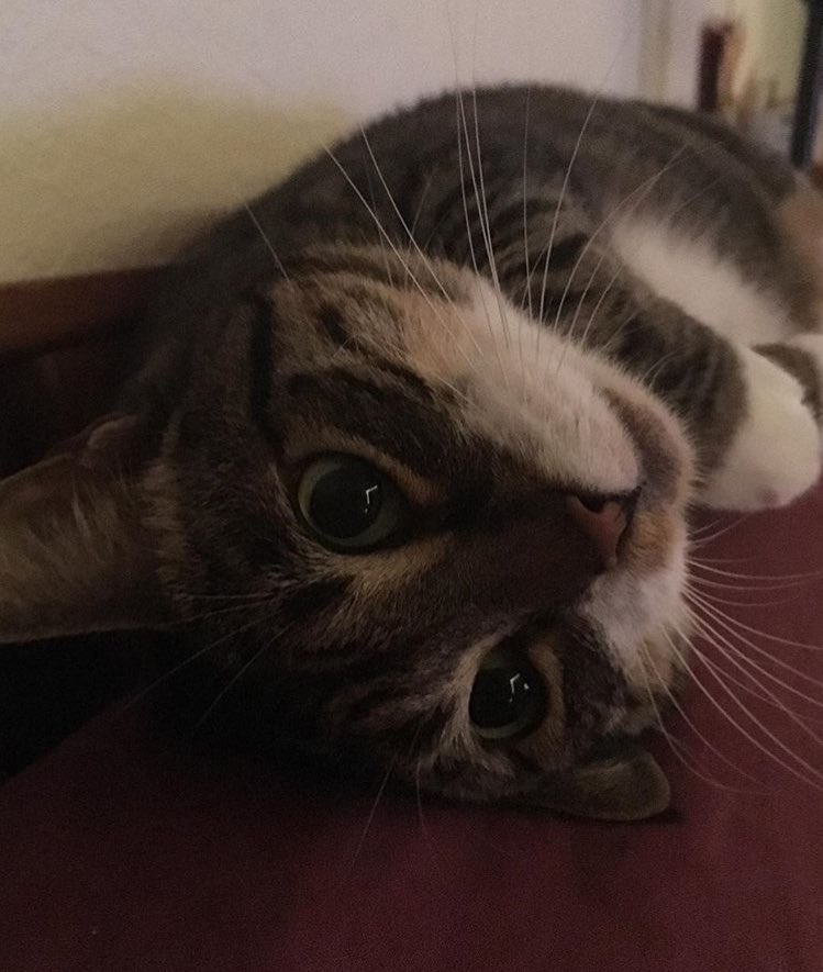 Love snuggling with this ball of fur.