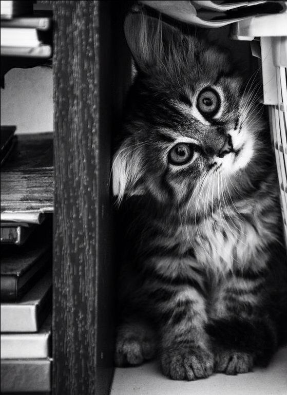 miaoustache's tweet photo. Bonne année à tous nos petits #chats et #chatons !! :D #miaou https://t.co/By7mXm8oTf