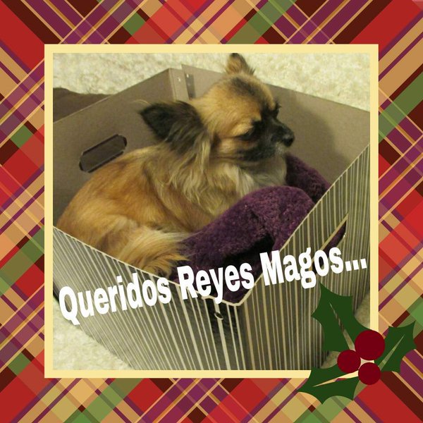 policia's tweet image. Queridos #ReyesMagos: os pido una familia que me quiera, me mime y NO me abandone.  PIENSA antes de regalarlo. We ❤️ animals