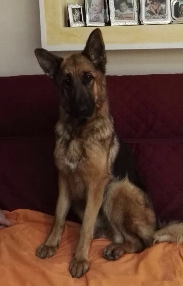 Mirkoneone's tweet photo. #canile #cane #pastoretedesco #seilamiavita #amore https://t.co/btGbyGLxsk