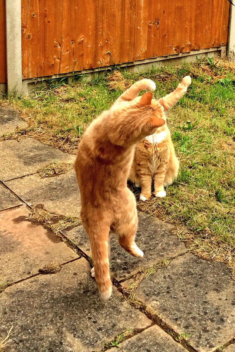 Drunken feline cat-fu.