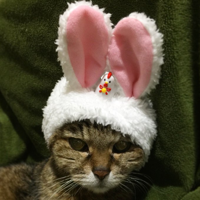 かわいいかわいいねこうさぎちゃんのtwitterイラスト検索結果