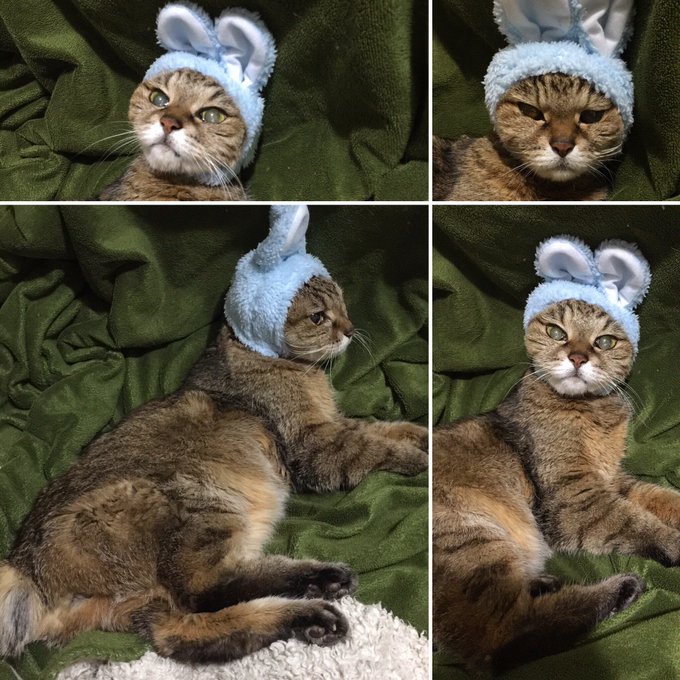 かわいいかわいいねこうさぎちゃんのtwitterイラスト検索結果