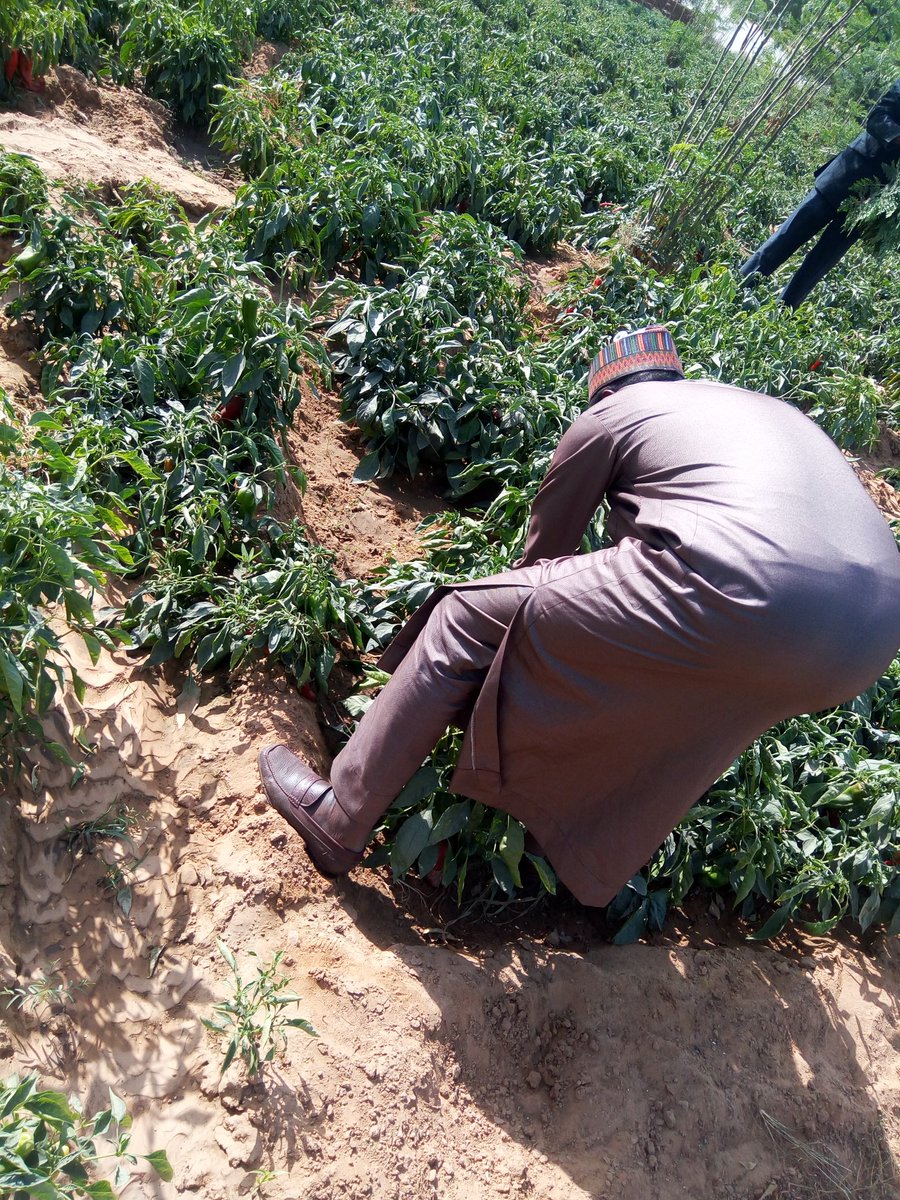 MSRingim's tweet photo. We heed to the call by @MBuhari to go back to farm. #FamingIsOurPride Harvesting my sweat &amp; smiling to the Bank #Tattasai #Kyarama #Ringim https://t.co/8GVLyxobe1