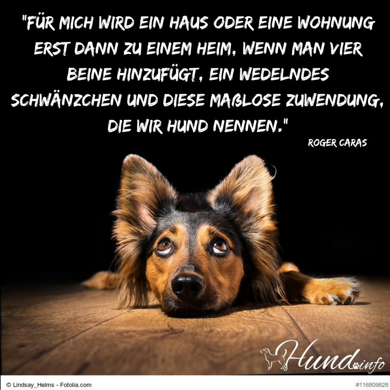 Hunde sprüche bilder