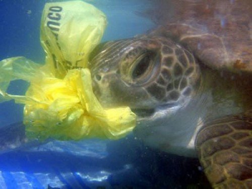 ¿Recuerdas la bolsa que no reciclaste? Dicen que ahora vaga por ahí, en busca de una tortuga que la confunda con una medusa, la coma y... 😰