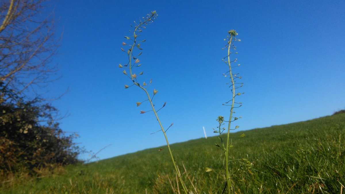 Very tall Shepherd's Purse flowering at Ballyboodin, Laois today for #NewYearFlowerHunt and yet more blue Irish sky! @BSBIbotany