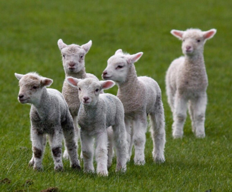 Five beautiful reasons to participate in both #MeatlessMonday AND #Veganuary today! Veganuary.com #vegan #doublewhammy