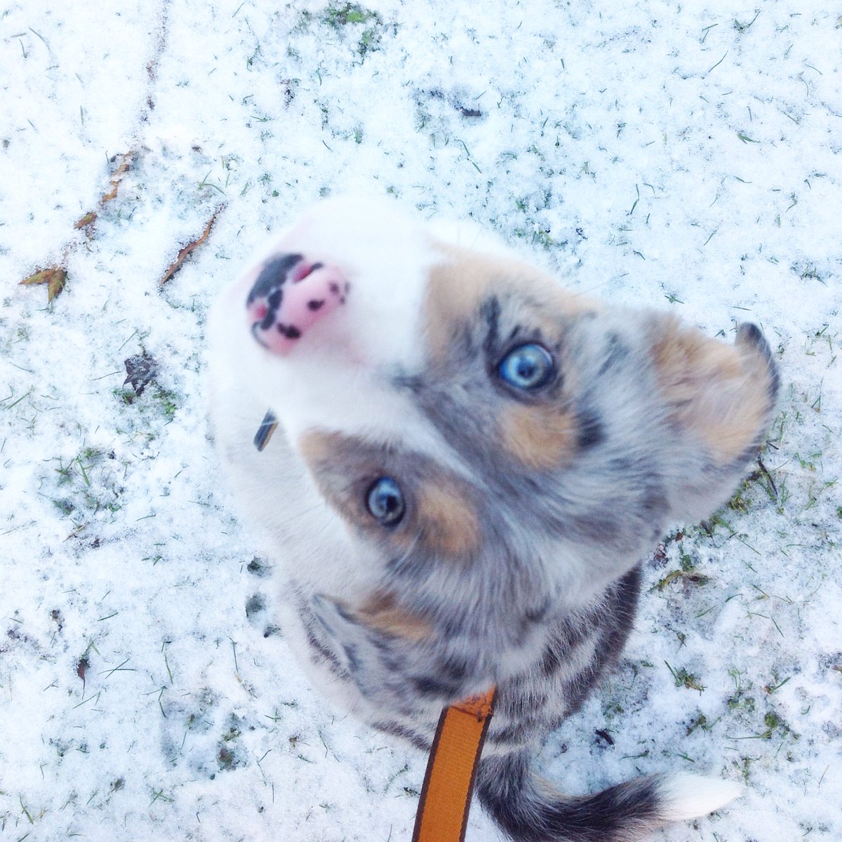 nickydepasse's tweet photo. ❄️La neige lui va bien. Un chien de l'hiver aux yeux bleus. Obéron roi des elfes ✨💙#bordercollie #2mois #bleumerle #babydog #monroiObéron https://t.co/8MJvEbFlfj