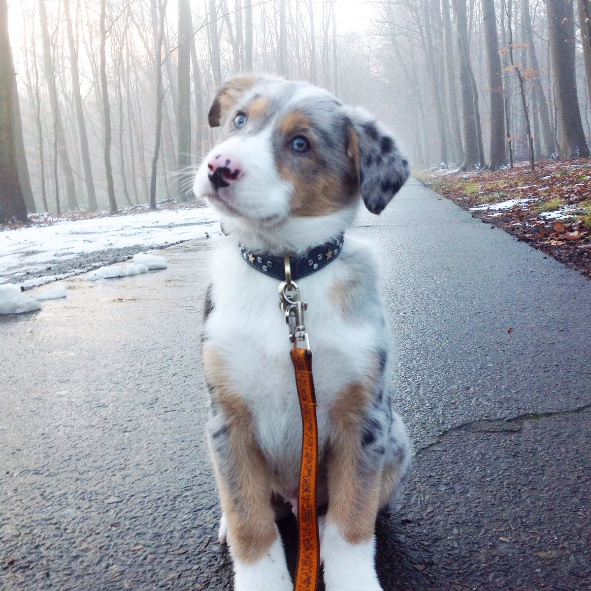 nickydepasse's tweet photo. ❄️La neige lui va bien. Un chien de l'hiver aux yeux bleus. Obéron roi des elfes ✨💙#bordercollie #2mois #bleumerle #babydog #monroiObéron https://t.co/8MJvEbFlfj