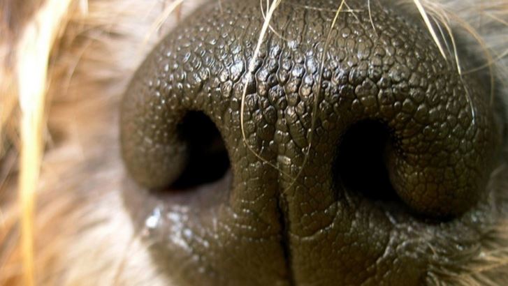 Dog attacks family trying to dress it in sweater, 3 hurt bit.ly/2iqJKZL https://t.co/BzGDUnJF96