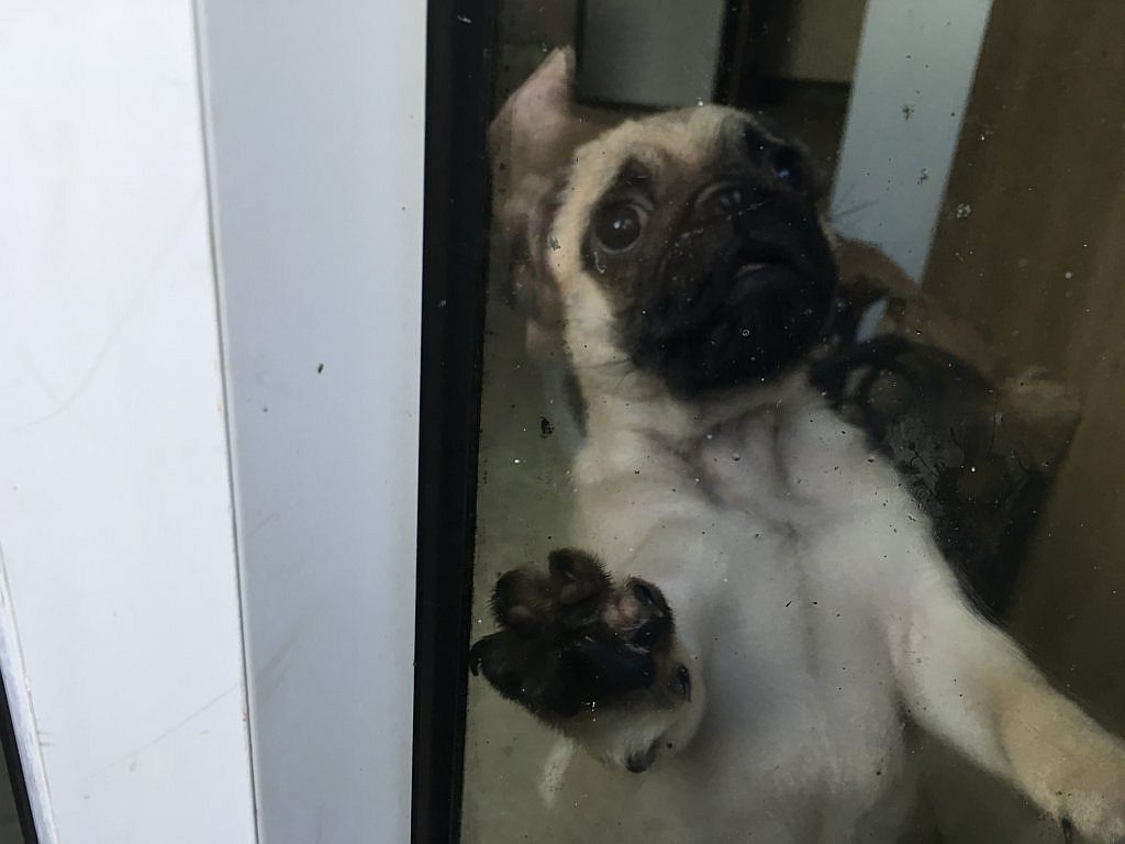Sallypug's tweet photo. Take me with you mummy! I don't care if its is raining! Or cold! I just want to be big enough for my first walkie! https://t.co/RkXVU2TFVB