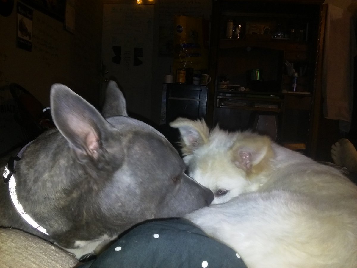 boxer4beauty's tweet photo. My babies #doggo #forgetpeople #lovedogs https://t.co/fYsBTUhkG4