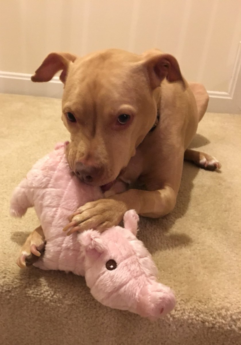 New Years resolution = play more 🎉 #rescue